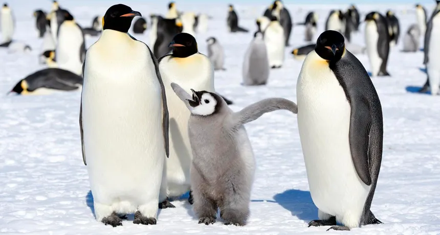 one baby and two adult emperor penguins