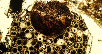 600 million-year-old multicelled fossil