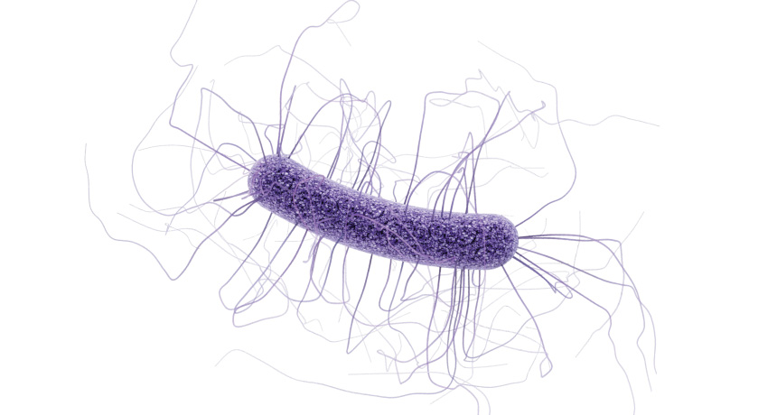 The bacterium Clostridium difficile