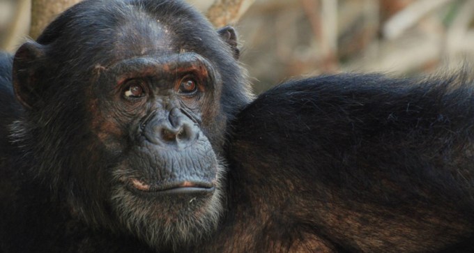 Chimpanzee male named Titan