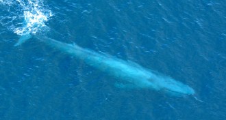 blue whale