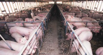pig farm