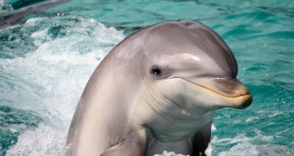 bottlenose dolphin