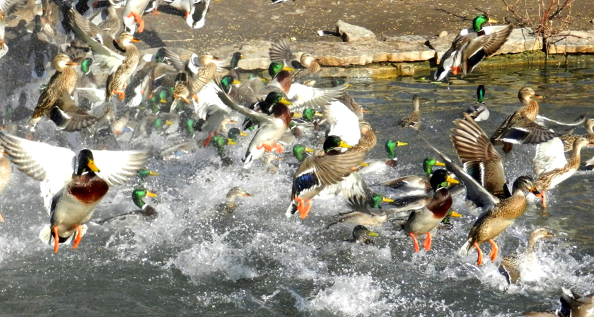 Ducks may like water, but they don't use it to navigate