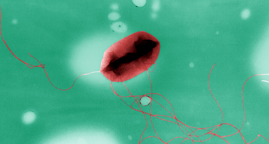 bacterium with flagellum