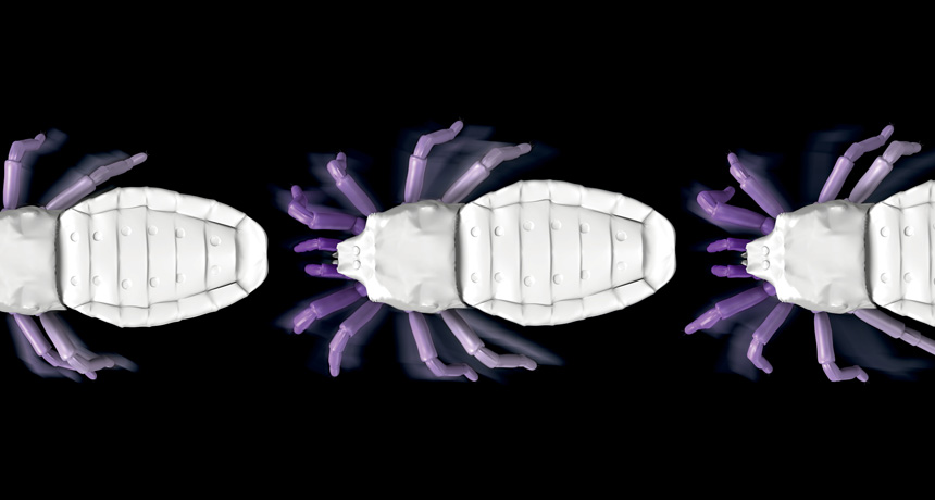 reconstruction of an arachnid