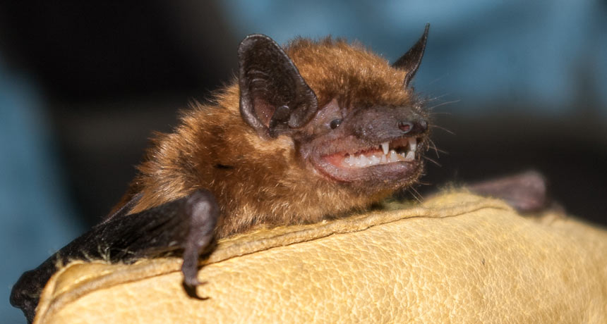 big brown bat