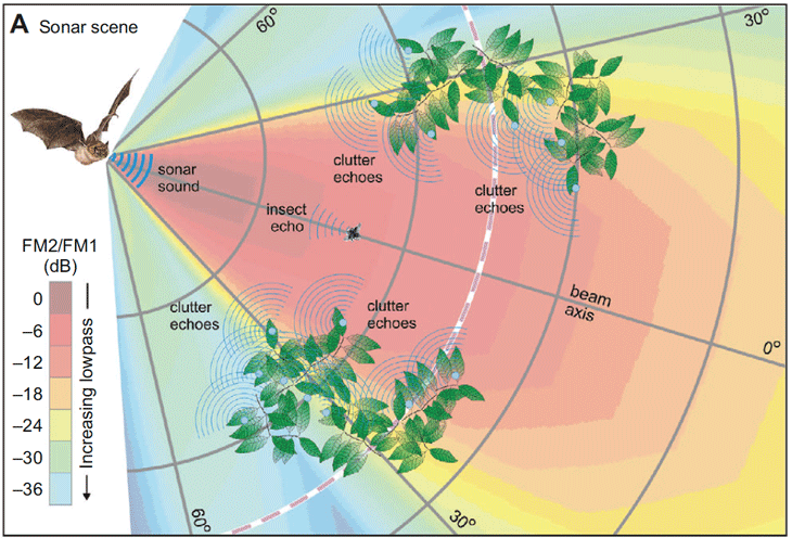 graphic of how bat sonar works