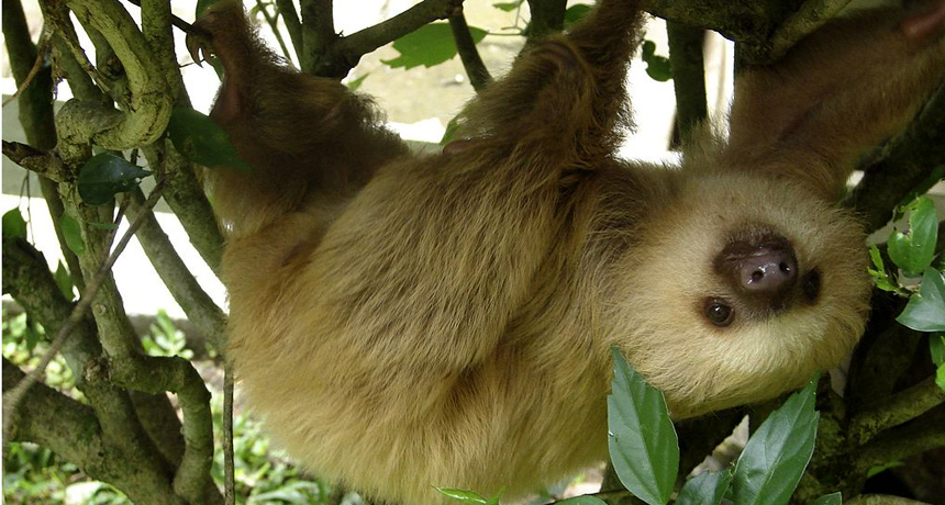 Two-toed sloth