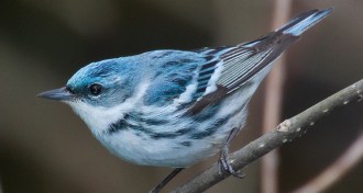 Cerulean warbler