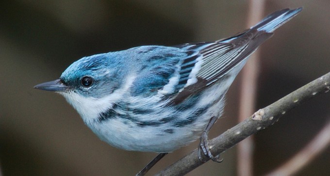 Cerulean warbler