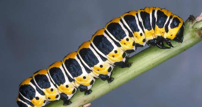 caterpillar
