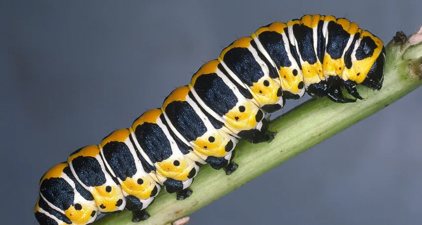 caterpillar