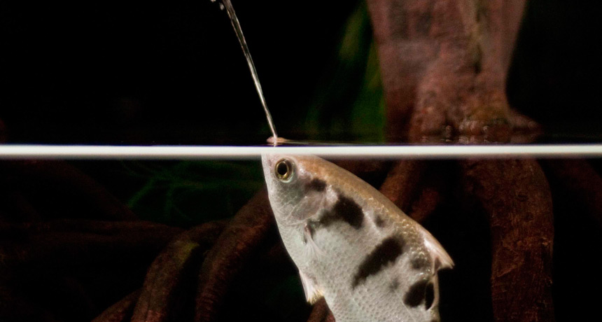 archerfish spitting