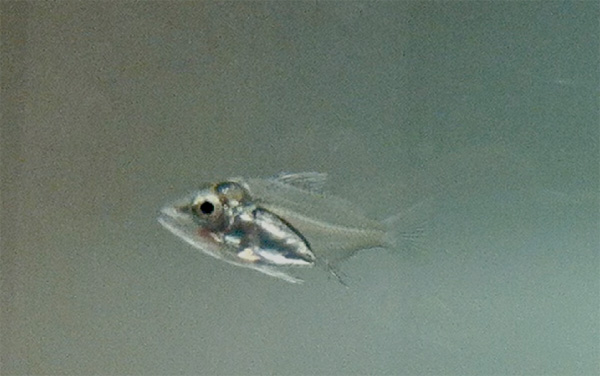 larval gray snapper