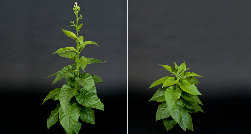 Two tobacco plants