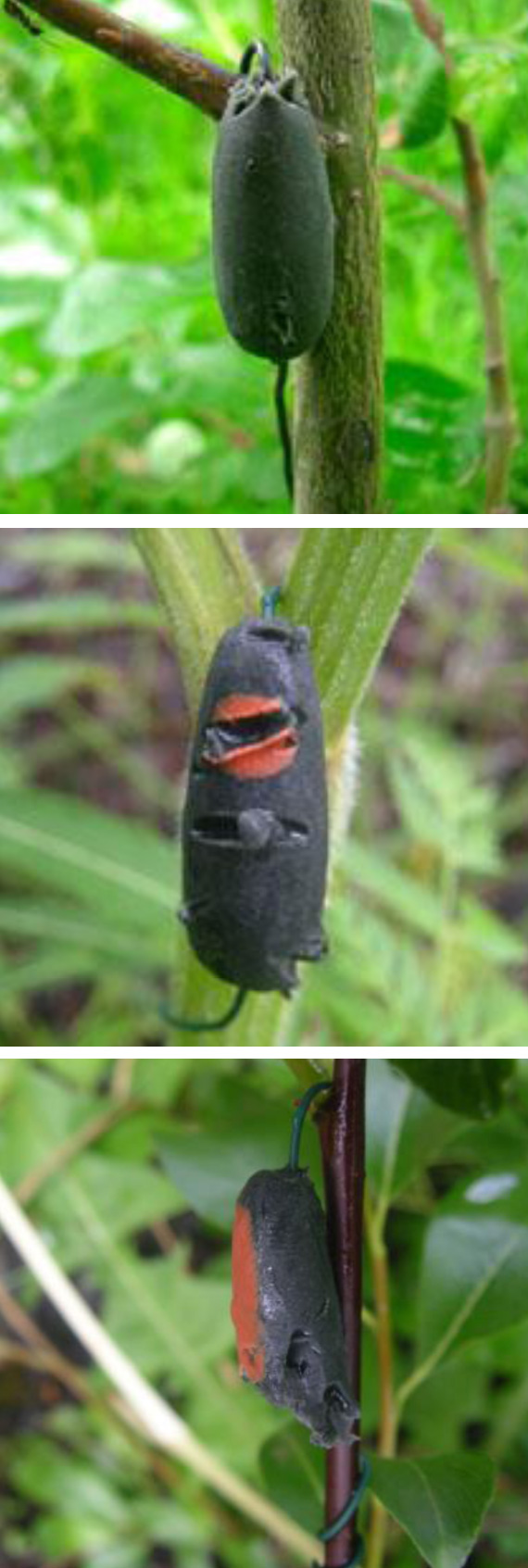 Caterpillar-like blobs of Plasticine