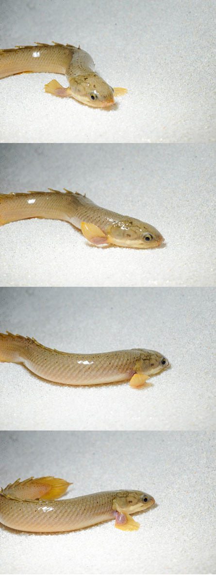 Image sequence shows how Senegal bichir moves on land