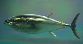 tuna