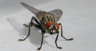 house fly