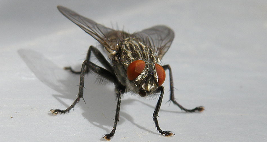 house fly