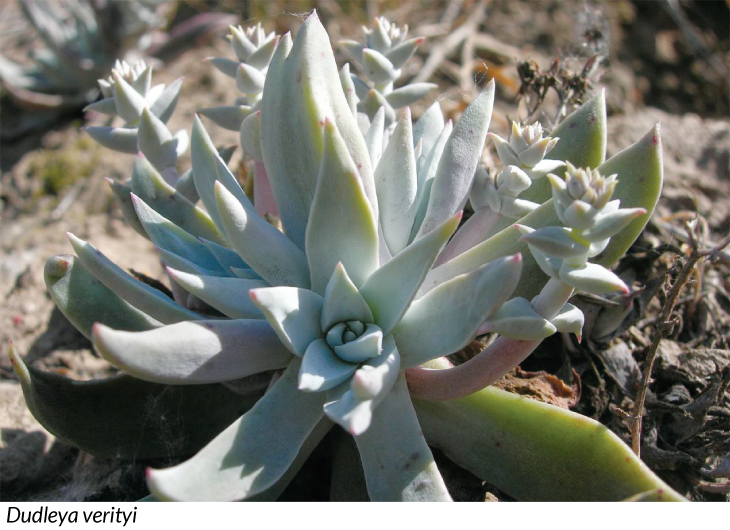 Dudleya verityi