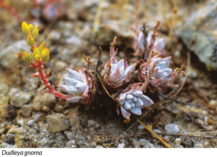 Dudleya gnoma