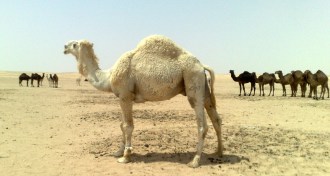 dromedary camel