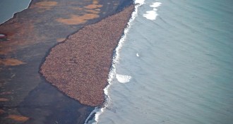 gigantic herd of walruses
