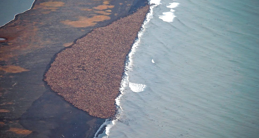 gigantic herd of walruses