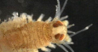 Platynereis dumerilii