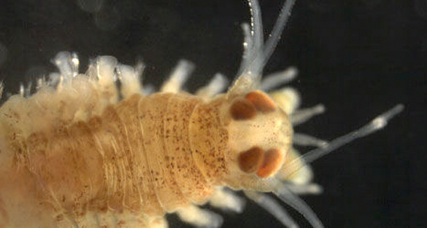 Platynereis dumerilii