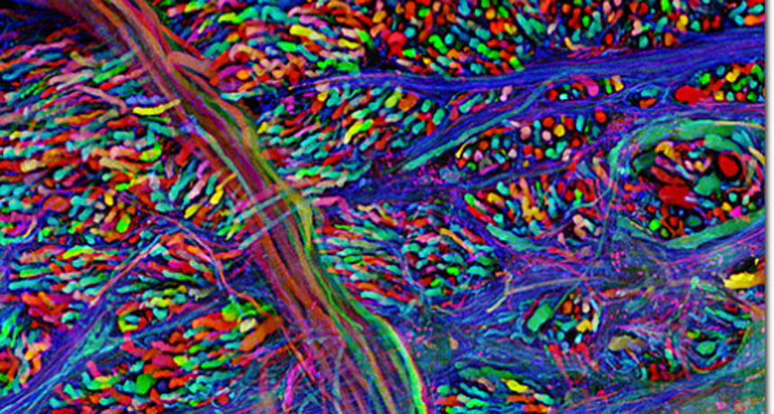 brainstem cells and connections