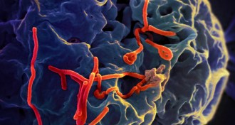 Ebola viruses (red) on surface of a monkey cell (blue)