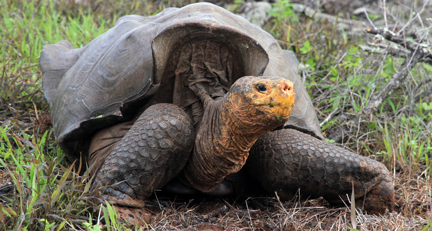 giant tortoise