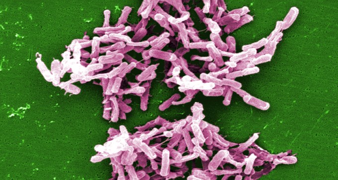 Clostridium difficile