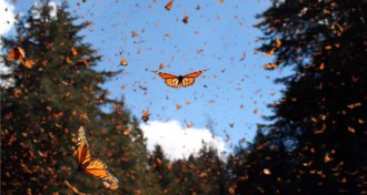 monarch butterflies