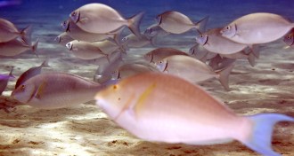 marbled spinefoot rabbitfish