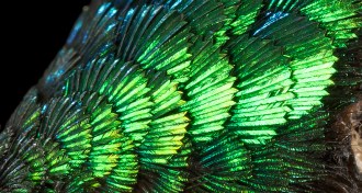 shimmering forehead of a long-tailed Sylph