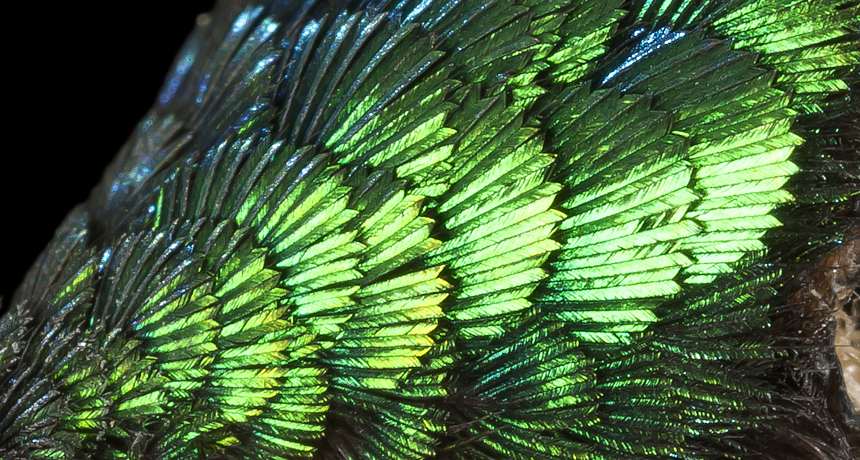 shimmering forehead of a long-tailed Sylph