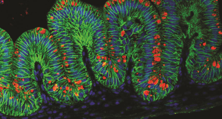 human stomach tissue (marked with glowing green tags)