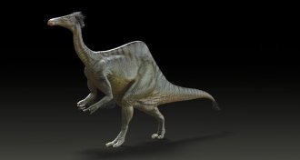 ostrichlike dinosaur drawing