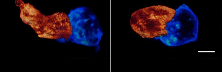 two cells touching each other