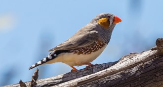 male zebra finch