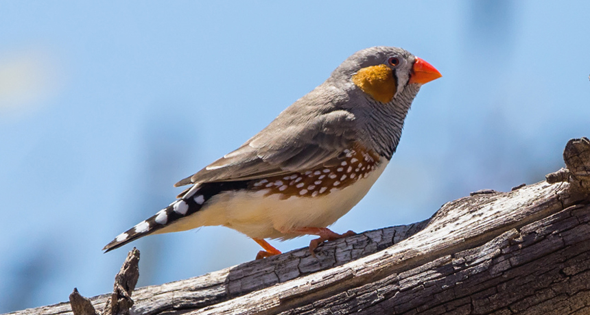 male zebra finch