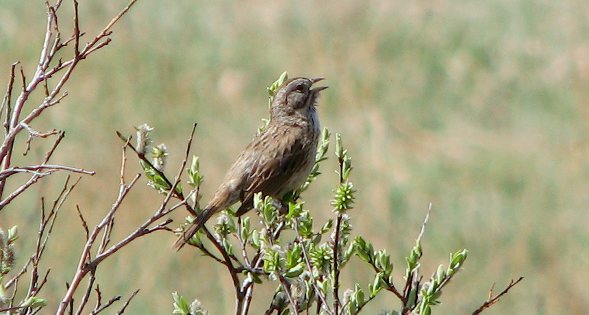 A male Lincoln's sparrow