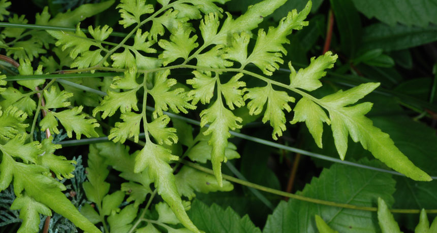 Japanese climbing fern