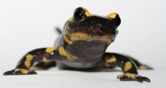 fire salamander