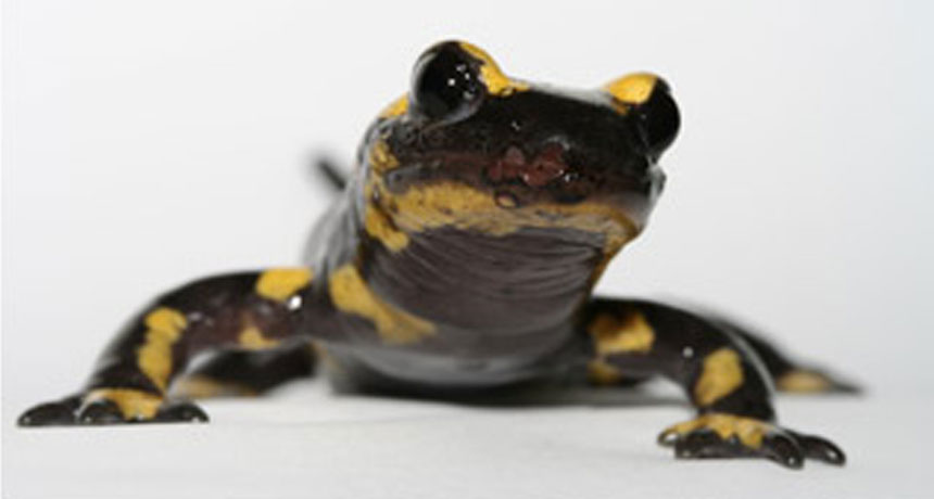 fire salamander