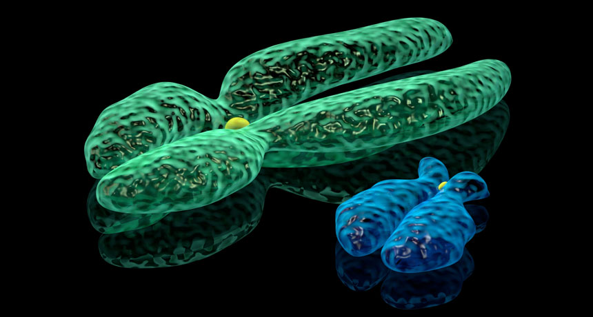 illustration of X and Y chromosomes